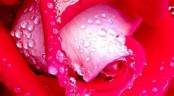 Valentýnka - velká orosená růže