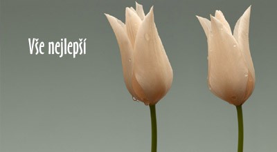 Přání k narozeninám - orosené tulipány