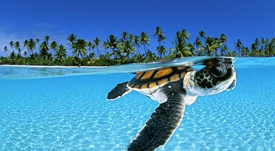 Letní přání s želvou
