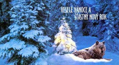 Vánoční přání  - vlk v zasněženém lese