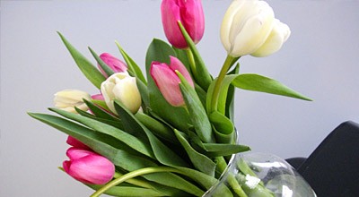 Velikonoční přání - tulipány