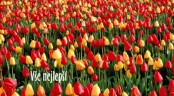 Přání k narozeninám - tulipánová záplava