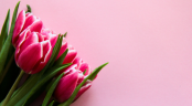 Přání k MDŽ – tulipány