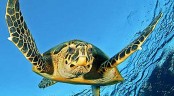 Letní přání - želva