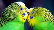 Zamilované přání s papoušky
