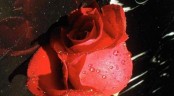 Valentýnka s orosenou růží