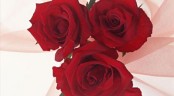 Valentýnka s rudými růžemi