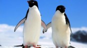 Valentýnka s tučňáky