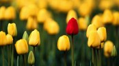 Valentýnka - tulipánová zahrada