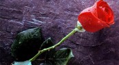 Valentýnka - růže skoro bez trnů