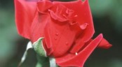 Valentýnka s růží