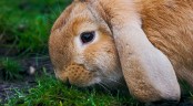 Velikonoční přání - nejen pro milovníky králíků
